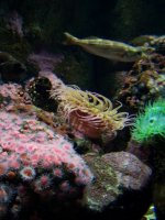 tidepool vert.jpg