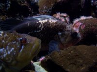 greenling-quillback.jpg