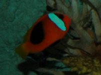 75gallon-15.jpg