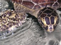 turtle2.jpg
