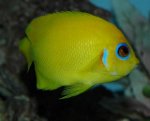 75gallon137ve.jpg