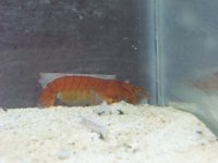 rancor1.jpg