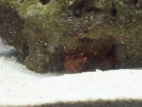 rancorhiding.jpg