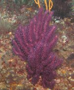 gorgonian.jpg