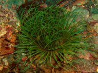 tube_anemone.jpg