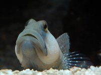 040203 d7027m3 goby 640x.jpg
