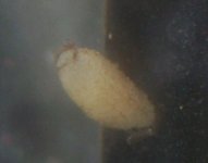 tunicate.jpg