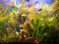 Freshwater Planted Tank 007.jpg