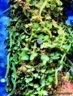 caulerpa peltata.jpg