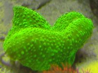 08312005shroom1.JPG