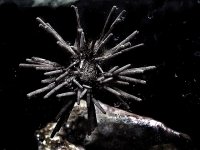 Urchin 2.jpg