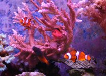 4 fish.jpg
