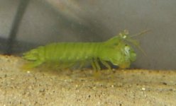mantis4.jpg