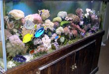 125 reef.jpg