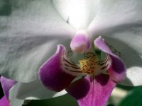orchid.JPG