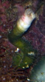 Worm.jpg
