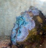 Green-Bubble-Anemone-after-.jpg