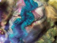 t_crocea_topview.jpg
