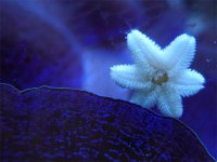 StarClam.jpg