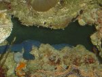 blue star fish.JPG