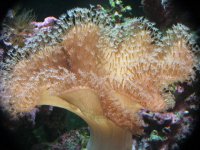 DSCF1132.JPG