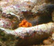 orangething4.JPG