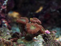 Candycane2 coral 7-06.JPG