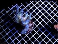 blue monster.jpg