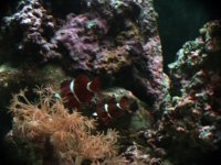 DSCF1230.JPG