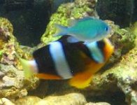 clarkii.JPG