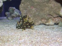 Fish and frags 012.jpg