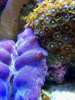 clam and zoos.jpg