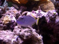 Bluejaw Triggerfish 002.jpg