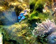 torch and clam2.jpg