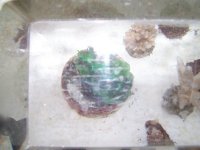 clam1.jpg