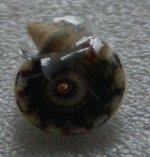 snail 3.JPG