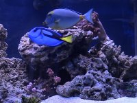 fish2 003356.JPG