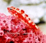 Trimma-rubromaculatus.jpg