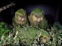 kakapo.jpg