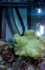 yellowfiji.JPG
