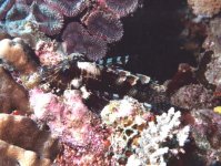 lionfish 2 enhanced.jpg