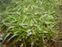 Monster Algae.jpg