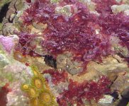 red macro algae.jpg