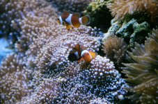 waqi2.jpg