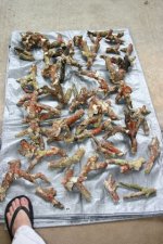 tn_IMG_1643.JPG