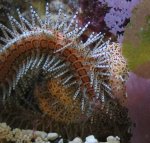 Brittlestarcloseup.JPG