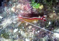 Lysmata_amboinensisHI.jpg