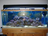 Fish Tank 001.jpg