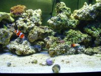 Aquarium2.jpg