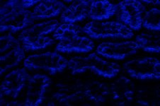 mmoonreefs.jpg